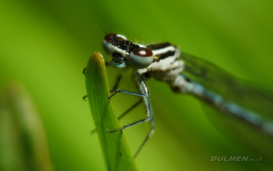 Azure Bluet (Young Male, Coenagrion puella)